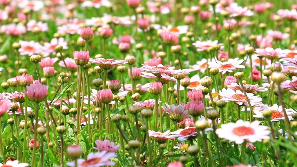 Our End-to-End LLM Setup